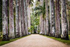 里约植物园-里约热内卢-doris圈圈
