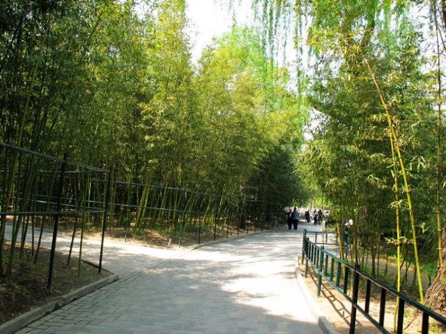 Purple Bamboo Park