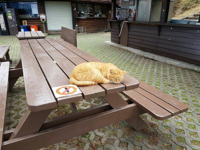 칭칭초원