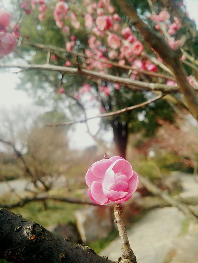 매원