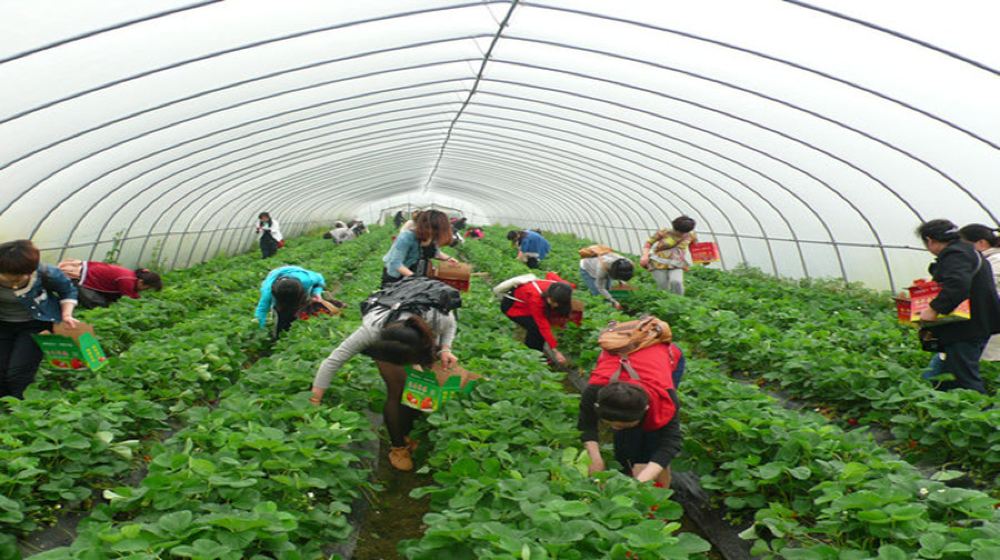 沈阳杨城寨采摘园一日游【草莓采摘 梨花小镇,辽宁省博物馆,含午餐】