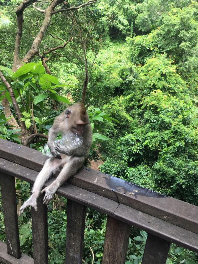 Ubud Monkey Forest