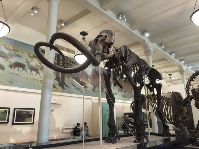 American Museum of Natural History