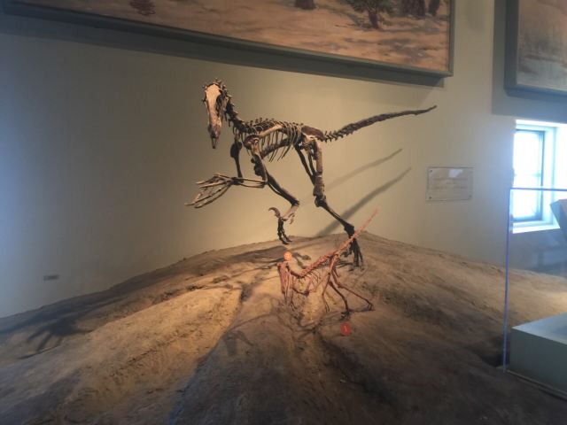 The Field Museum