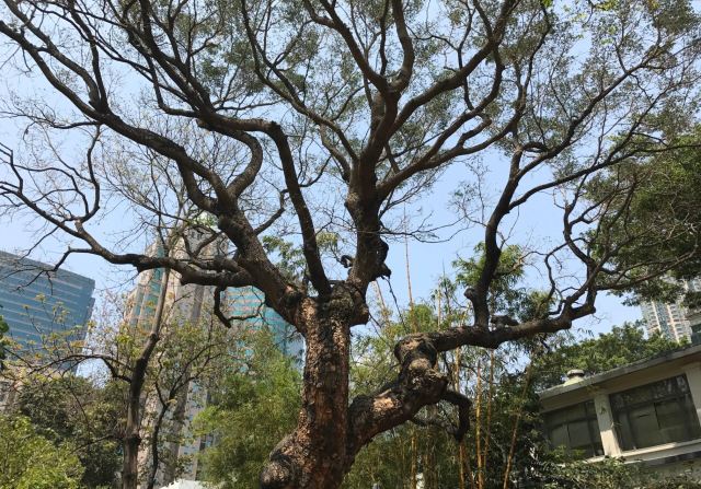 Kowloon Park