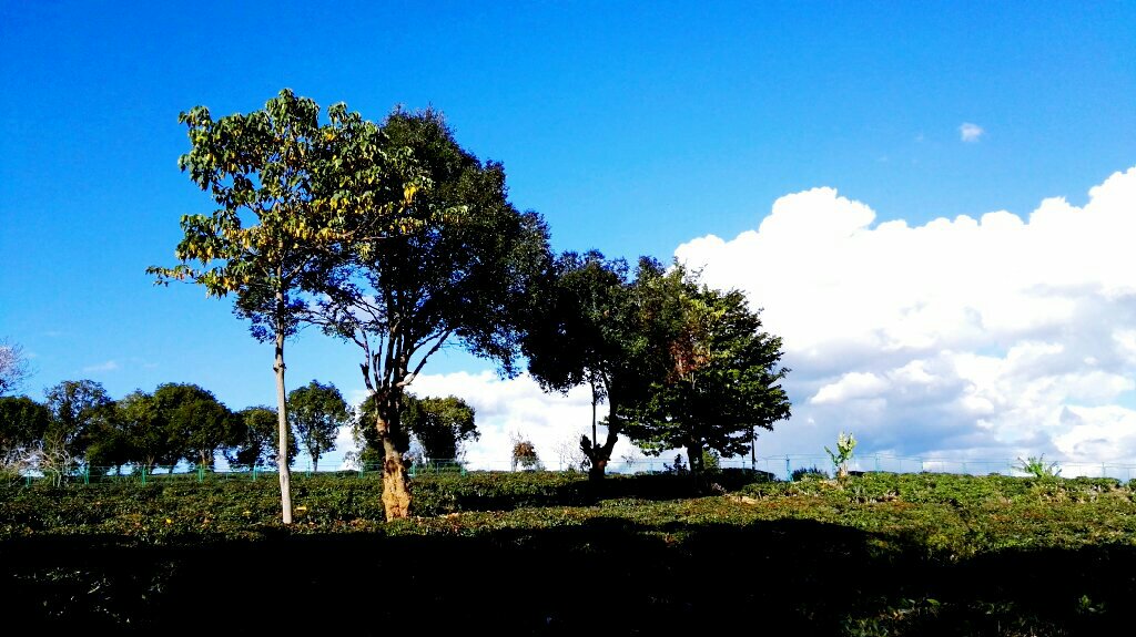 普洱茶的故乡——勐海          西双版纳州勐海县，中国普洱茶原产地，茶马古道的起点。普洱茶如