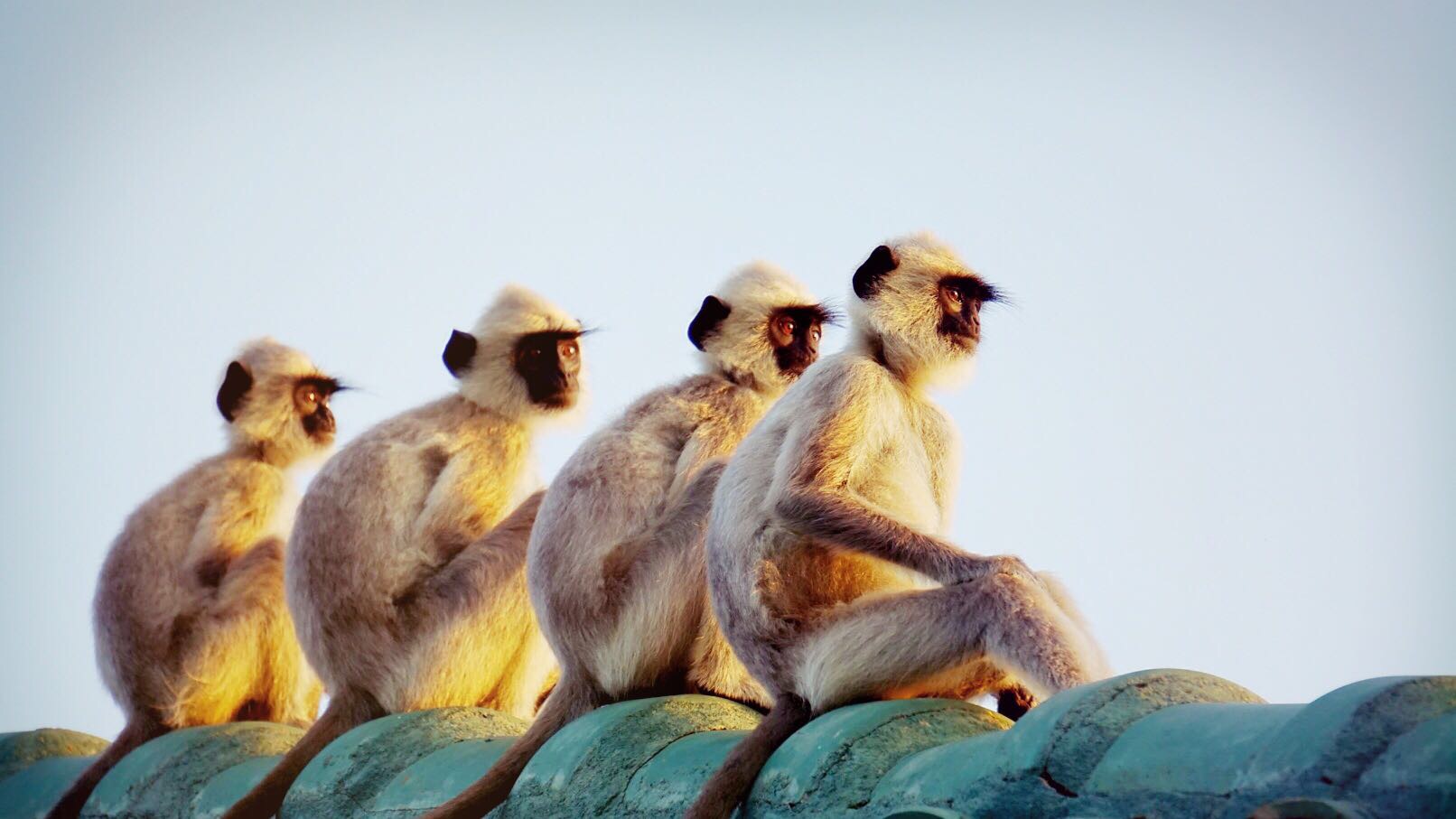 斯里兰卡之吃土的雅拉国家公园～猴子F4太帅