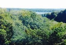 Raccoon Saloon美食图片