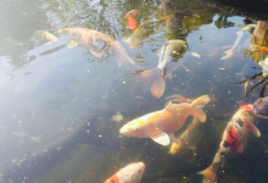 The John Barleycorn美食图片