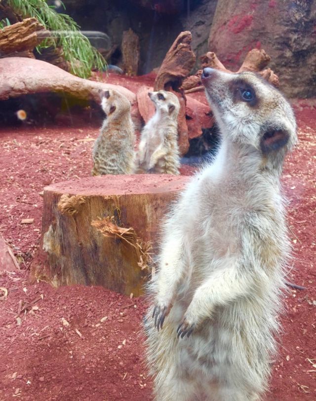 Melbourne Zoo