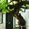 The Vine