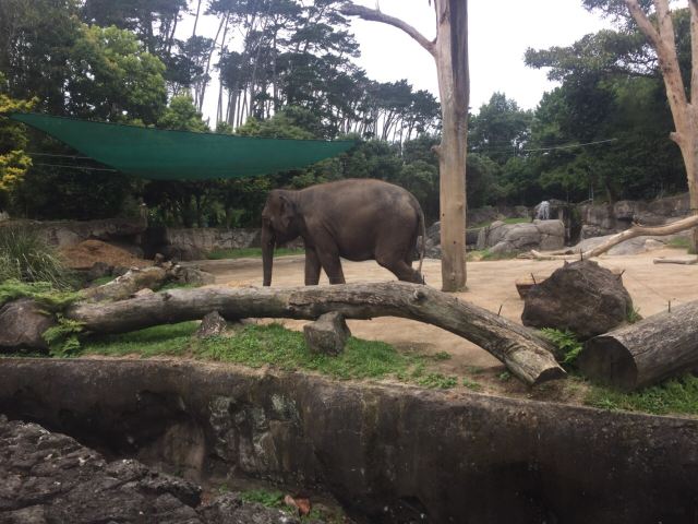 Auckland Zoo