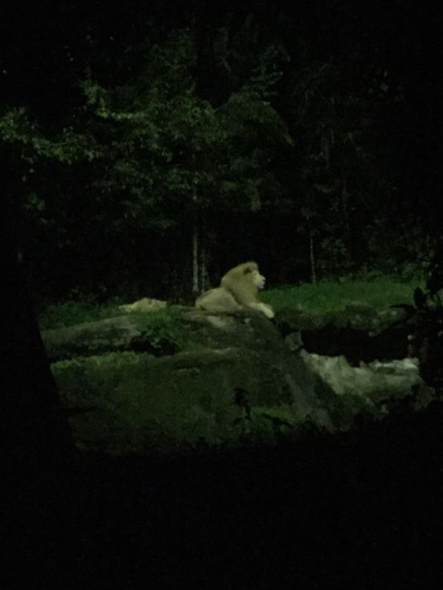 Night Safari