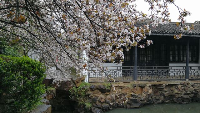 매원