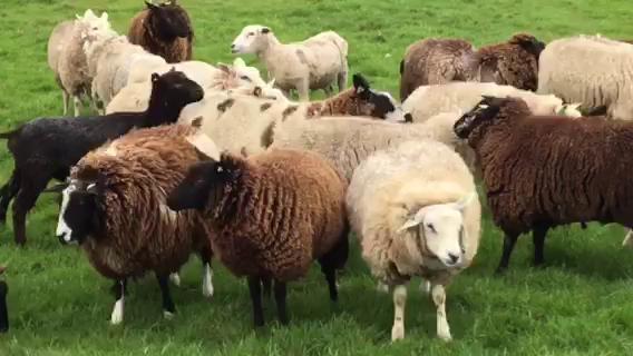 荷兰羊角村的羊再向您问好😄