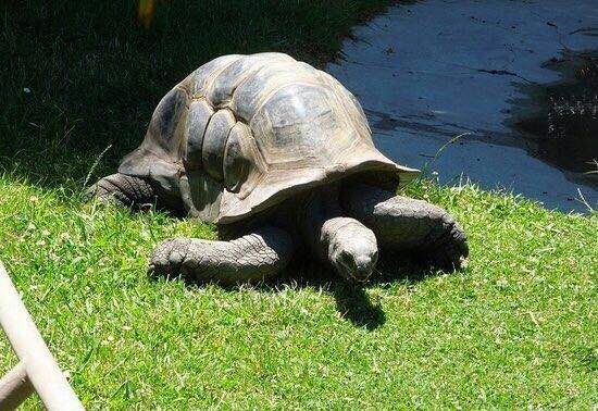 Auckland Zoo
