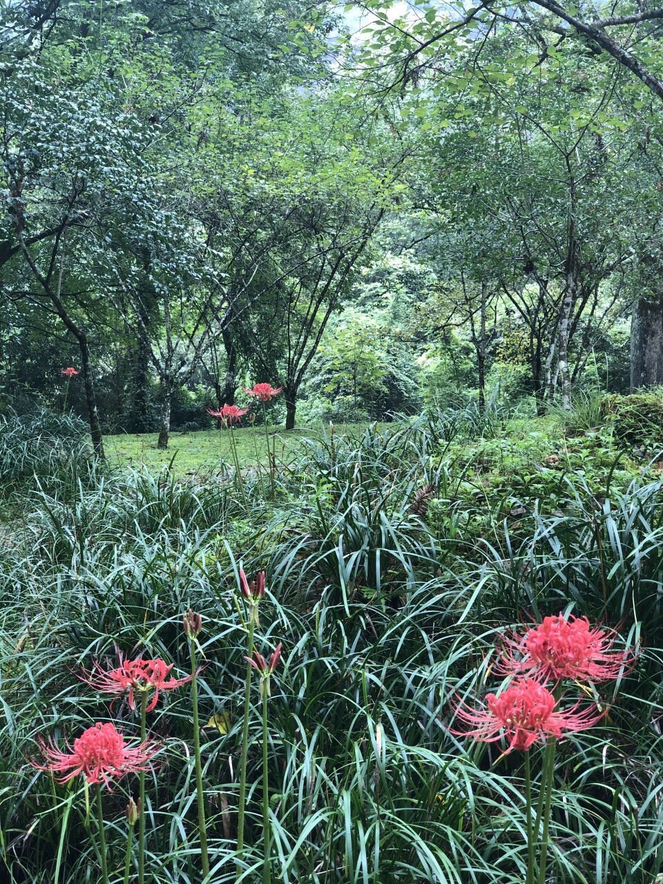 多姿多彩的武夷天游峰