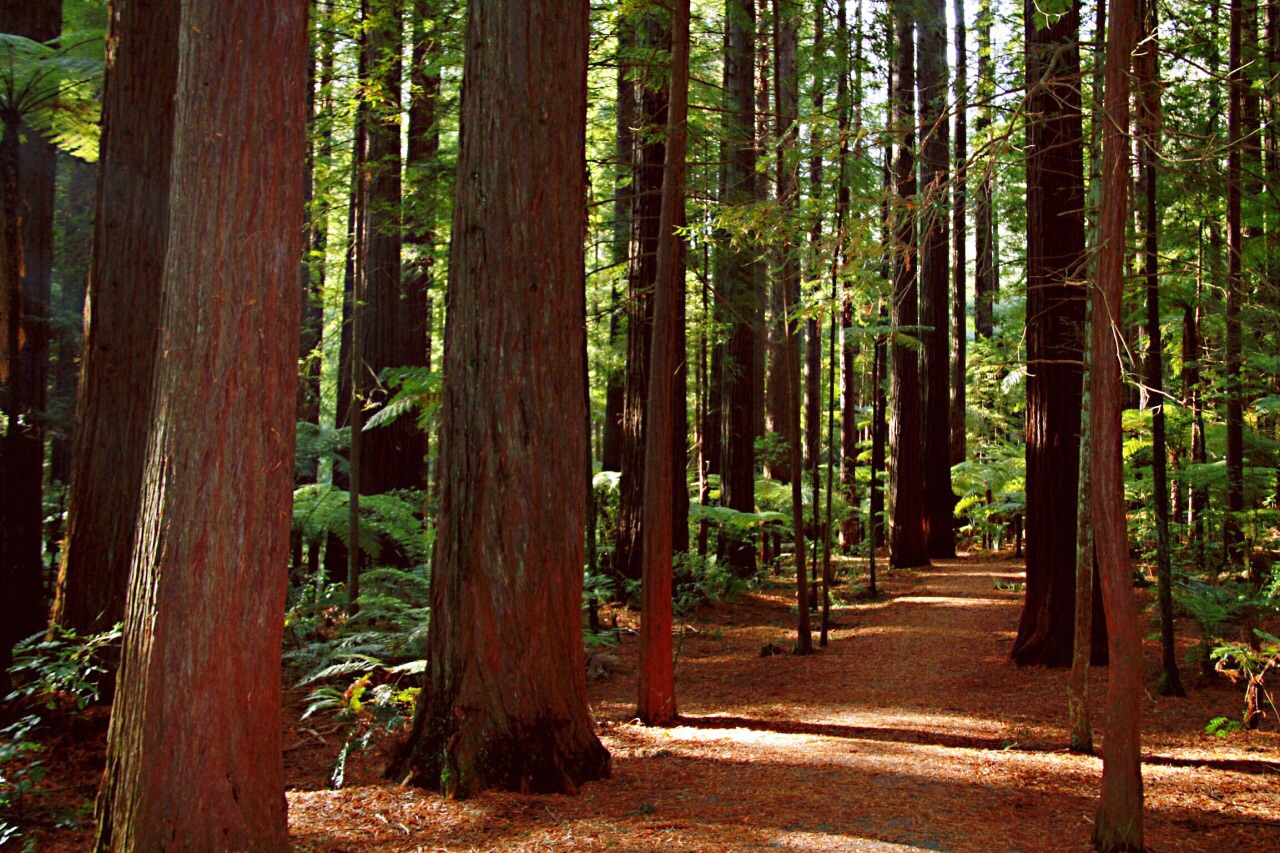 #瓜分10000元#新西兰红木森林公园