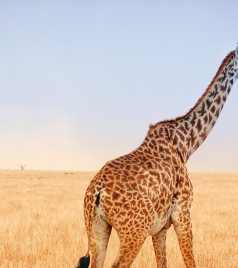 内罗毕游记图文-肯尼亚 | 再圆一次非洲梦，闯进现实版的动物世界