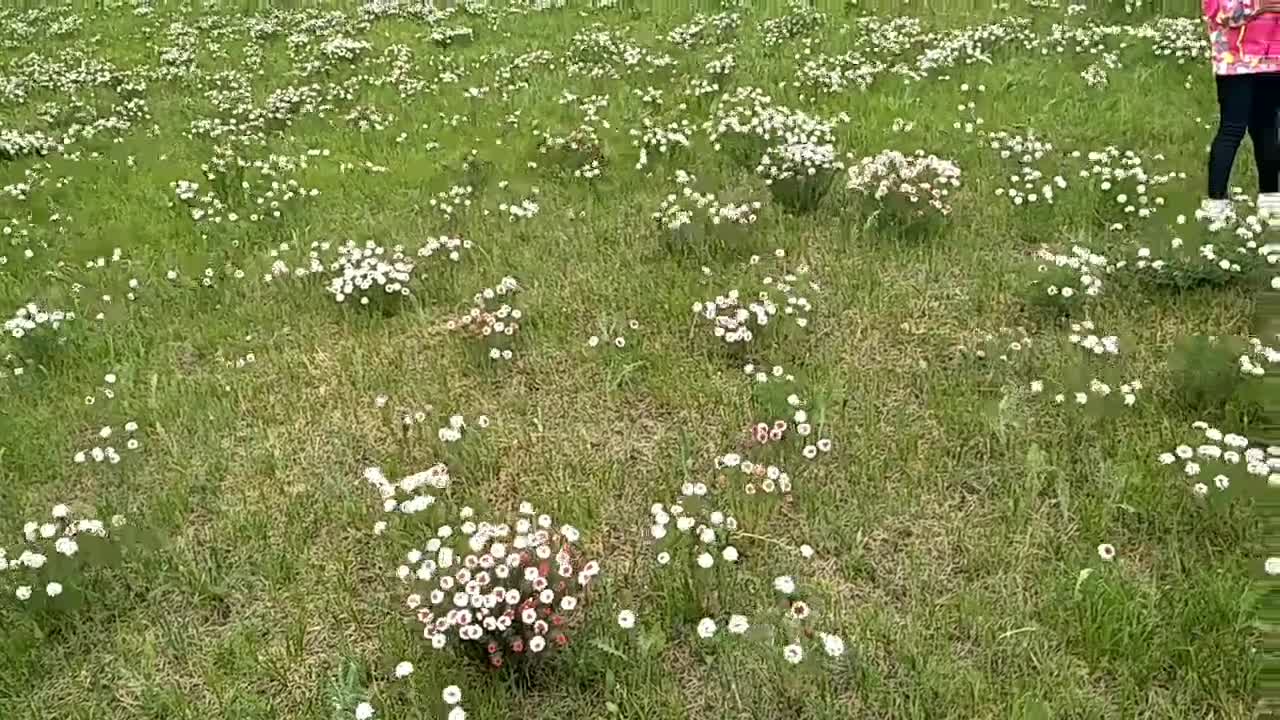 木兰围场坝上草原的大片野花