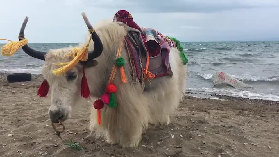 青海湖牦牛，美景