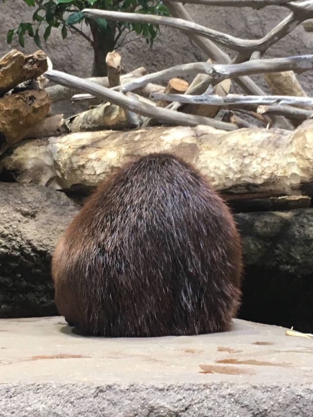 Kobe Animal Kingdom