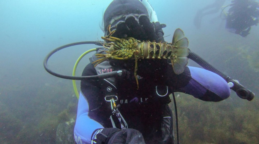 在洛杉矶潜水抓龙虾是什么样的体验？