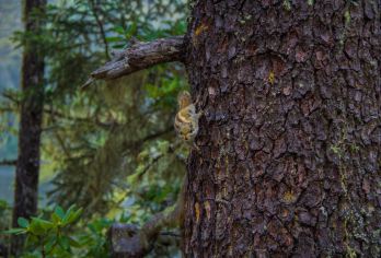 云南香格里拉+普达措国家公园+纳帕海(依拉草原)一日游【深度游玩普达措+纳帕海依拉草原】