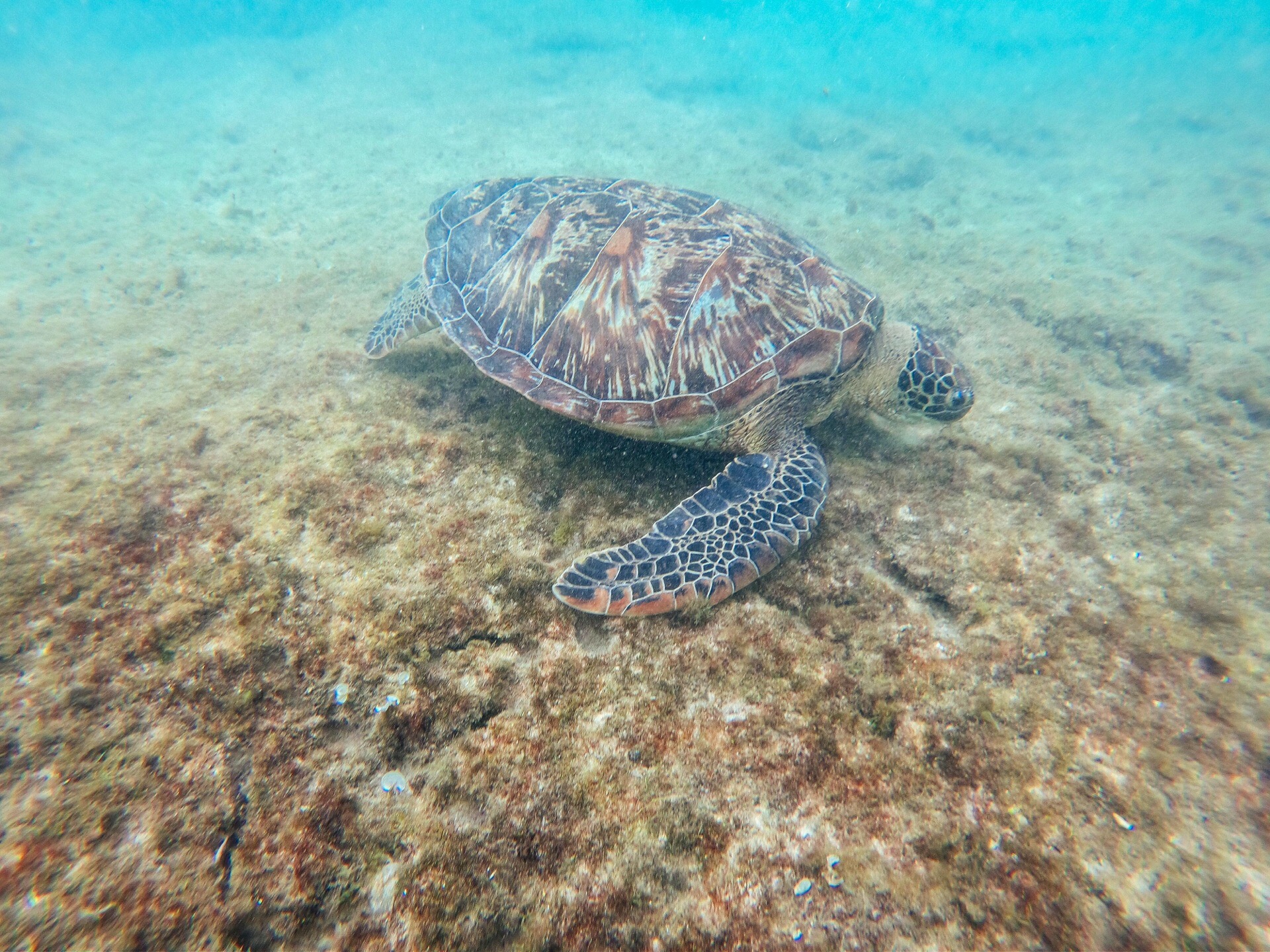 菲律宾潜水看大乌龟 这的海水透彻无比