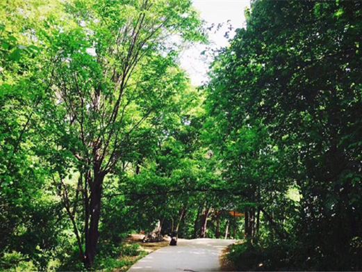 香炉山国家森林公园