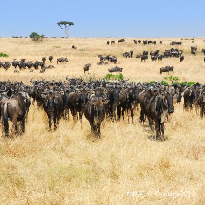 肯尼亚内罗毕+安波塞利国家公园+马赛马拉国家保护区+奈瓦沙+阿伯德尔国家森林公园+肯尼亚马赛村落10日跟团游