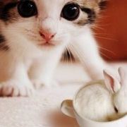 猪头的猫儿太太