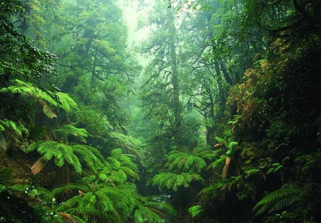 Daintree Rainforest