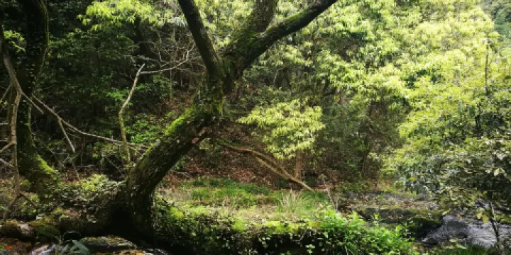 世外桃園風景區