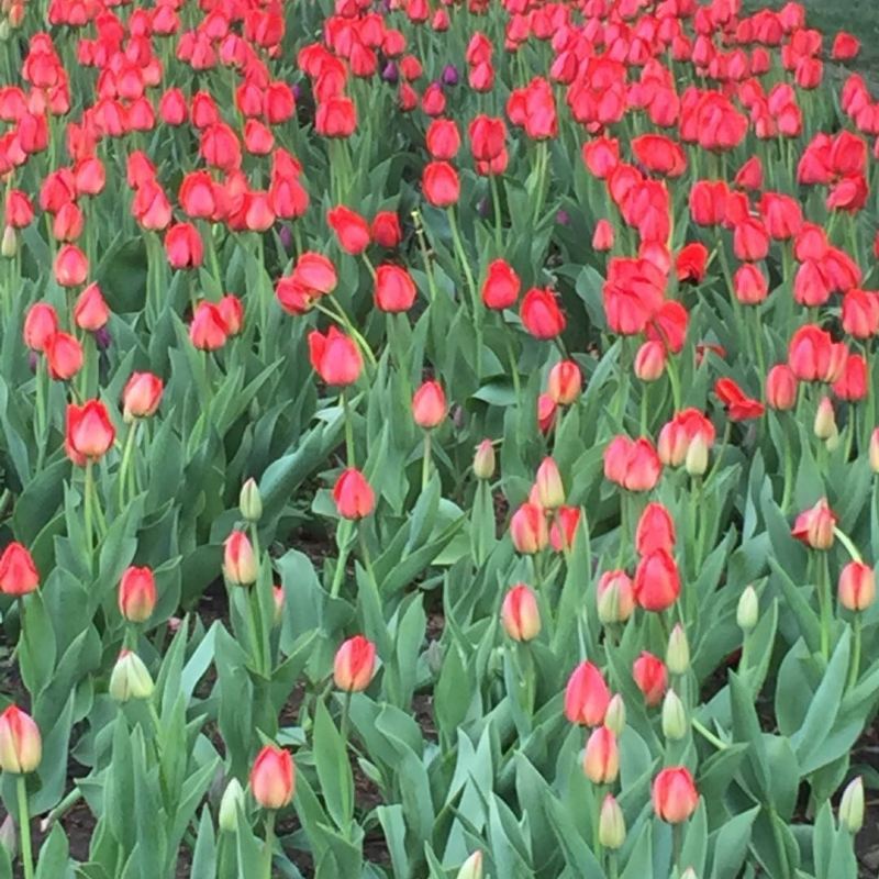 Changchun Park Tulip Garden Tickets Deals Reviews Family