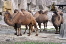 Milwaukee County Zoo-密尔沃基