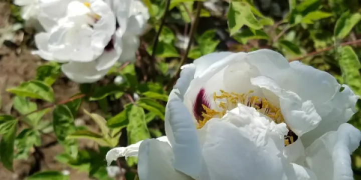 臨夏鳳凰山牡丹基地