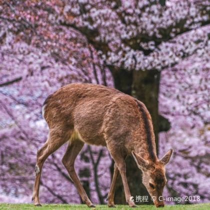 日本东京+富士山+京都+奈良+大阪7日6晚半自助游