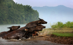 蓬安游记图片] “百牛过江”，这是一次不一样的旅行。