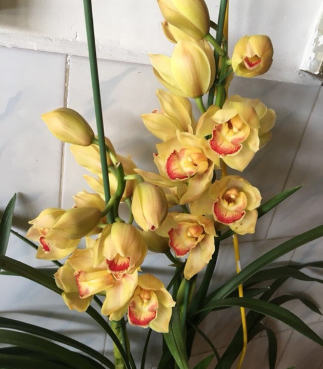 鸡足山野菜馆客栈餐厅图片