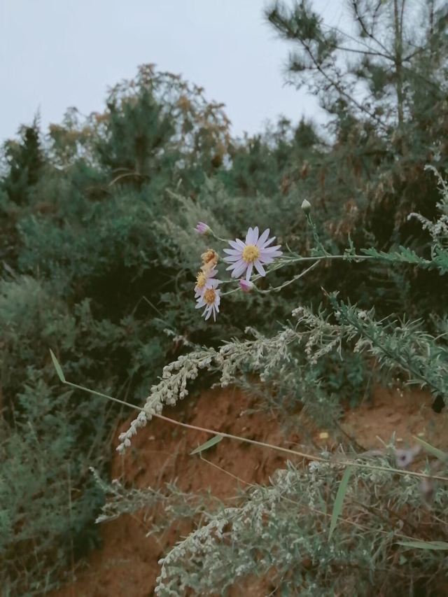花石崖旅行图片 3