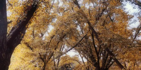 江蘇泰興市國家古銀杏森林公園
