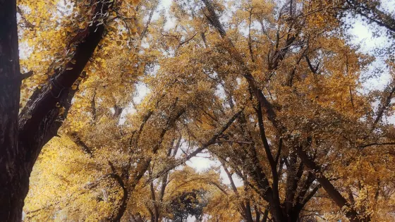 江蘇泰興市國家古銀杏森林公園