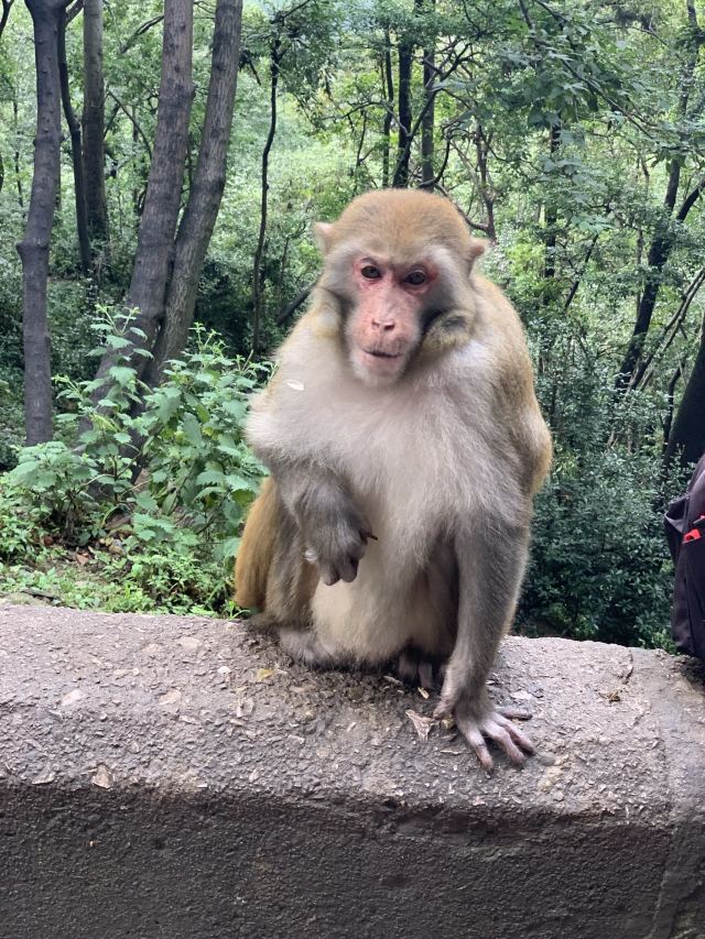 云贵山山头公园旅行图片 3