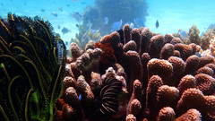 菲律宾游记图片] 水下神器奥林巴斯水下相机拍摄心得（有照片）