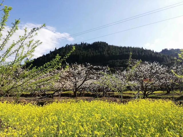 九峰镇花海旅行图片 2