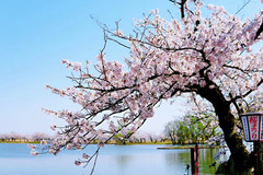 新潟县游记图片] 小众+小清新日本樱花季 ~~~~5月份的新潟县阿贺野