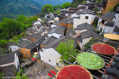 婺源游记图片] 春天的婺源，油菜花开，宛如一幅诗情画意的水墨画