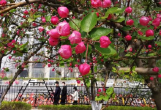 峨溪春早公园景点图片