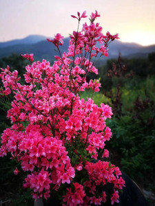 溧水区游记图文-漫山遍野，大片杜鹃花海上线！距离南京仅50公里！